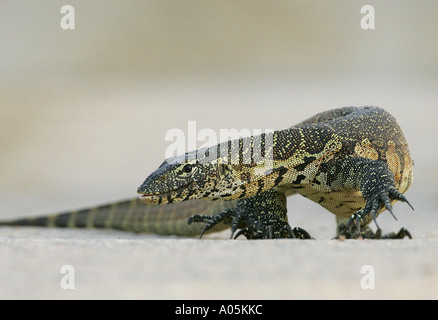 Monitor del Nilo, acqua leguaan. Varanus niloticus. Il Kruger Park, Sud Africa Foto Stock