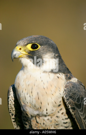 Adulto Falco Pellegrino, Sud Africa. Falco peregrinus Foto Stock