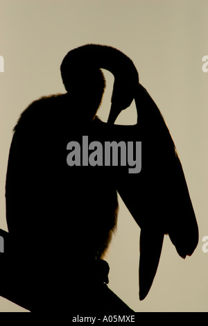 African Darter silhouette, Sud Africa, anhinga melanogaster, Kruger Park Foto Stock