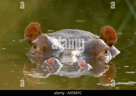 Hippo in acqua, Sud Africa, Parco Nazionale Kruger Foto Stock