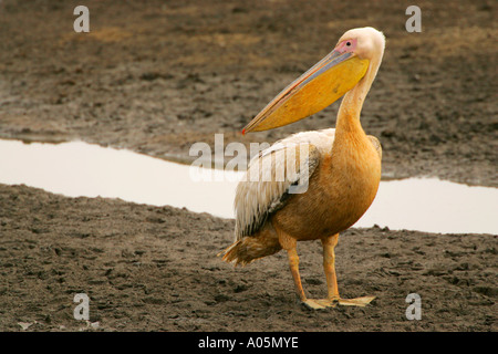 Great White Pelican. Pelecanus onocrotalus, Sud Africa. Parco Nazionale di Kruger Foto Stock