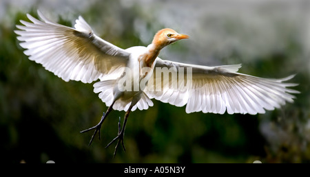Airone guardabuoi in volo - ardea ibis stagione riproduttiva 2006 Foto Stock