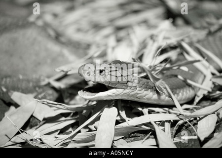 Taipan snake in figliata di foglia Foto Stock