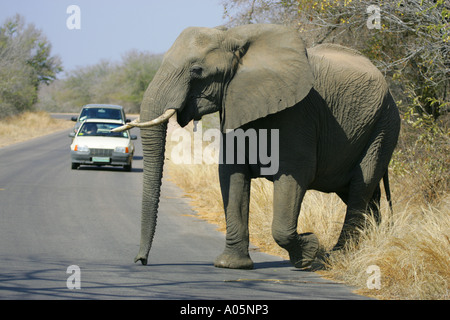Elefante africano attraversare una strada asfaltata in una riserva di caccia, Sud Africa Foto Stock