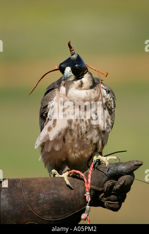Falconer con i capretti Falco Pellegrino sul guanto, Sud Africa Foto Stock