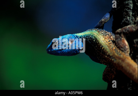 Maschio con testa blu Tree AGAMA SA, Sud Africa Foto Stock