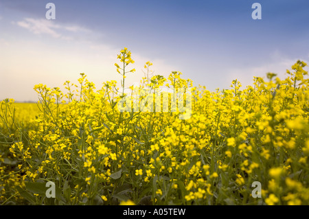 Giallo e Blu - colture estive di canola che crescono sulle praterie canadesi Foto Stock