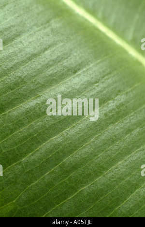 Leaf of the Ficus Plant, Close Up. Foto Stock