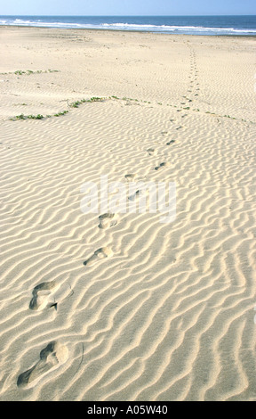 Singola linea di impronte in morbida sabbia ondulata Foto Stock