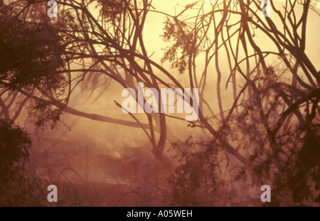 Conseguenze di un incendio su Waldridge cadde, un SSSI vicino a Chester-le-Street, Co. Durham, England, Regno Unito Foto Stock