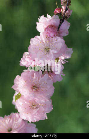 Fioritura almond (prunus triloba 'multiplex') Foto Stock