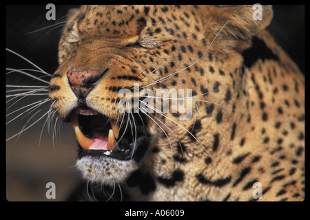 Leopard Zimbabwe Africa Foto Stock