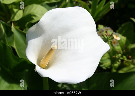 Arum Lilly, Zantedeschia Foto Stock