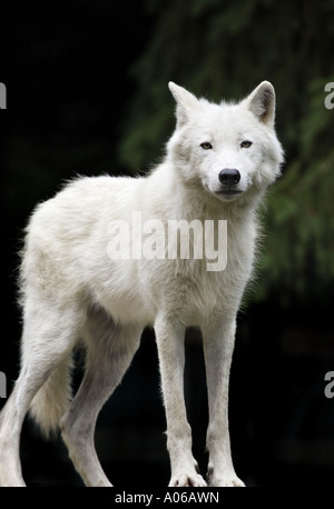 Lupo Artic Foto Stock