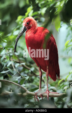 Scarlet Ibis Foto Stock