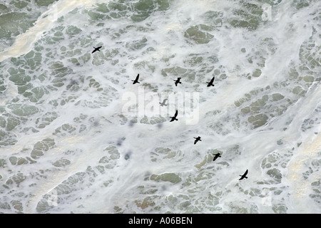 Cormorani volando sul mare increspato in Sud Africa Foto Stock