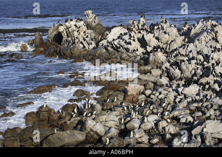 African jackass pinguini e cormorani colony Foto Stock