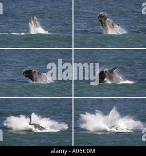 La sequenza di immagini che mostra una balena violazione Foto Stock