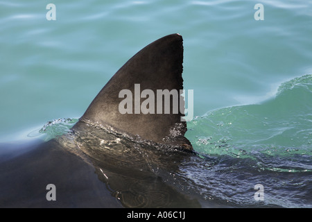 Squalo pinna dorsale superficie di rottura Foto Stock