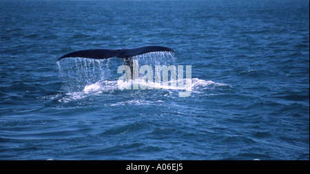 Sperma balena diving off the Marlborough costa vicino a Kaikoura, Nuova Zelanda Foto Stock