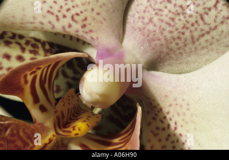 Abstract Rosa screziato Orchid Foto Stock