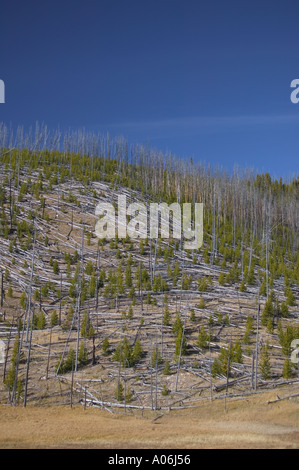 Alberi che crescono dopo l incendio di boschi Foto Stock