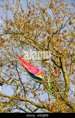 Un aquilone bloccato in una struttura ad albero Foto Stock