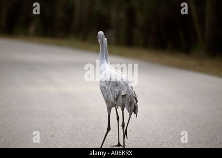 Sandhill gru a piedi lungo una strada Foto Stock