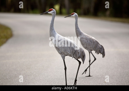 Gru Sandhill attraversare una strada Foto Stock