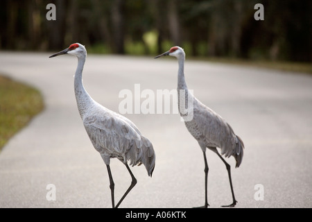 Gru Sandhill attraversare una strada Foto Stock