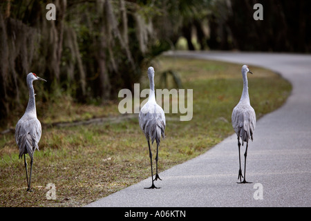 Sandhill gru a piedi lungo una strada Foto Stock