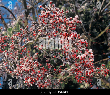 Biancospino Bacche di Frost Foto Stock