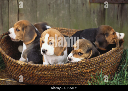 Cucciolata di cinque beagle pedigree dei cuccioli che giocano in un cestello Foto Stock