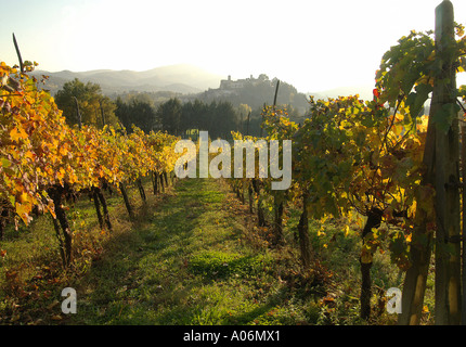 Un vigneto in autunno, Monterchi Toscana Foto Stock