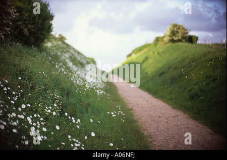 Margherite bianco accanto al percorso attraverso paesaggi pellegrino la strada nr Walsingham Norfolk Inghilterra Foto Stock