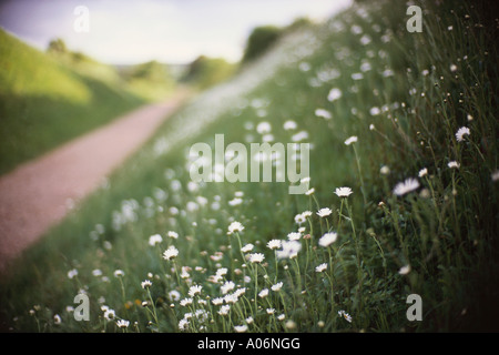 Margherite bianco accanto al percorso attraverso paesaggi pellegrino la strada nr Walsingham Norfolk Inghilterra Foto Stock