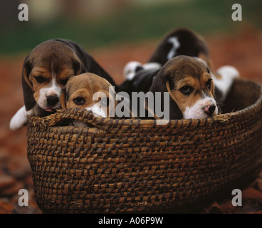 Cucciolata di cinque beagle cuccioli giocare in un cestello Foto Stock