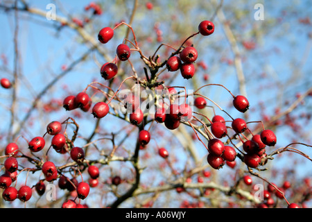 Crataegus monogyna biancospino haws in novembre Foto Stock