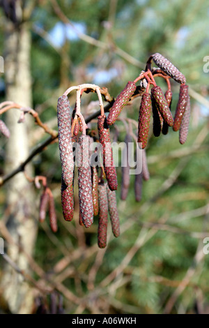 Alnus glutinosa Ontano amenti all'inizio dell'inverno Foto Stock