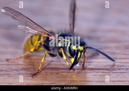 Immagine ravvicinata di comune Wasp Vespula vulgaris su legno Foto Stock