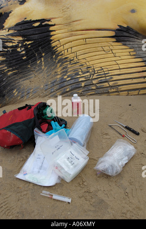 Balenottera comune Balaenoptera physalus lavato fino morto il Camber Sands East Sussex Regno Unito Foto Stock