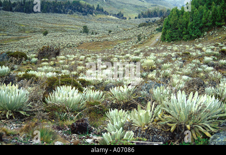 Piante Frailejon in Sierra Nevada paesaggio, Venezuela Foto Stock