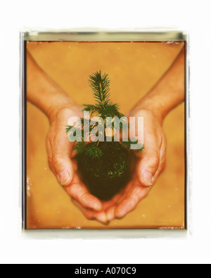 Le mani umane tenendo piccolo alberello albero da una foresta Foto Stock