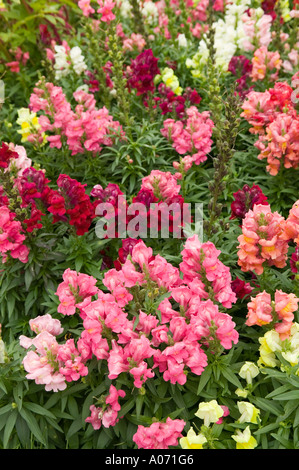 Fiore di bocca di leone Antirrhinum majus Wales UK Foto Stock