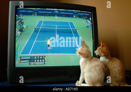 Gatti cuccioli guardando la partita di tennis a Wimbledon in televisione Foto Stock