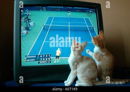 Gatti cuccioli guardando la partita di tennis a Wimbledon in televisione Foto Stock