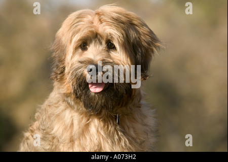 Tibetan Terrier cane di razza modello rilasciato image Foto Stock