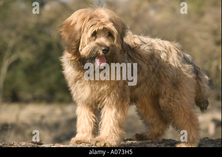 Tibetan Terrier cane di razza modello rilasciato image Foto Stock