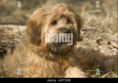 Tibetan Terrier cane di razza modello rilasciato image Foto Stock