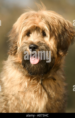 Tibetan Terrier cane di razza modello rilasciato image Foto Stock